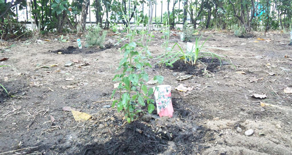 清盛橋南側両サイドを花壇に