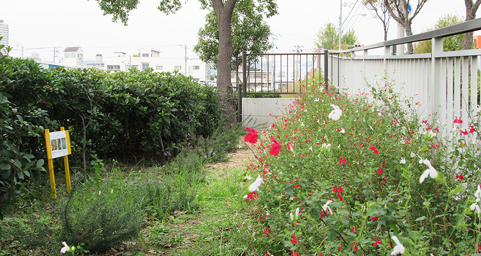 清盛橋の南側の両側の花壇