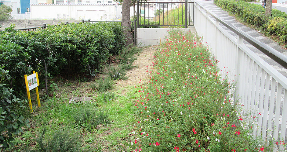 清盛橋の南側の両側の花壇