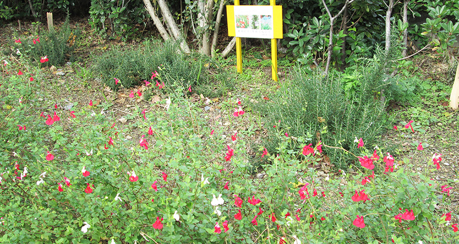 清盛橋の南側の両側の花壇