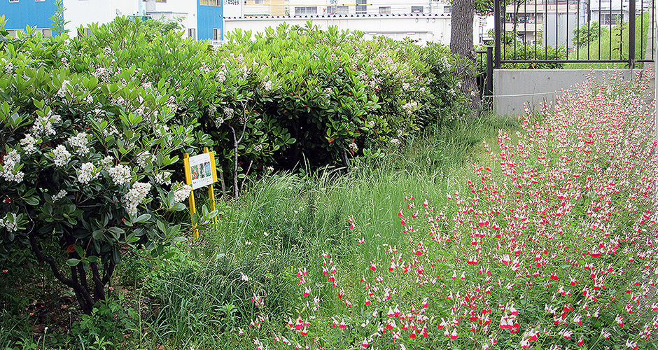 清盛橋南側の花壇に今年も綺麗な花が咲きました。