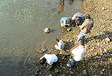 １１月２４日（祝）に、兵庫運河全域での生息する貝類、カニ類や他の生物の調査を実施しました。