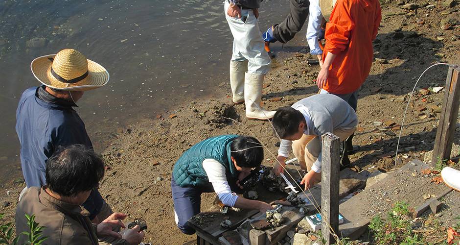 兵庫運河全域での生息する貝類、カニ類や他の生物の調査を実施しました。