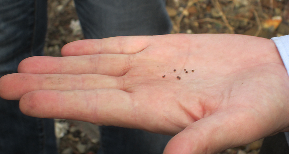 兵庫運河全域での生息する貝類、カニ類や他の生物の調査を実施しました。