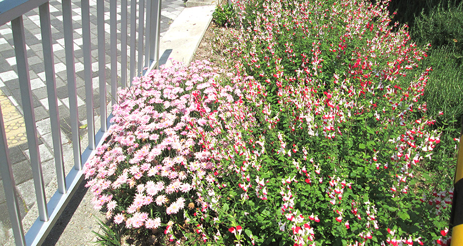 兵庫運河の清盛橋南側の花壇には毎月綺麗な花が咲いております。