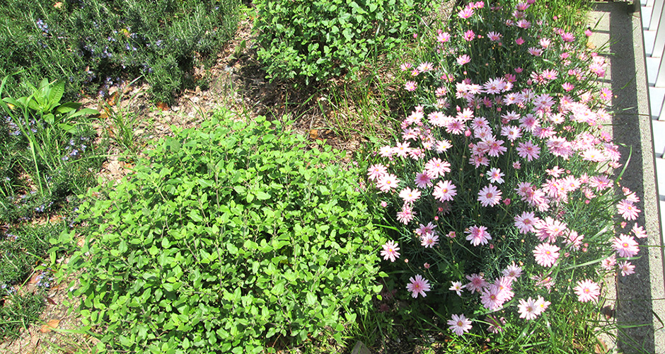 兵庫運河の清盛橋南側の花壇には毎月綺麗な花が咲いております。