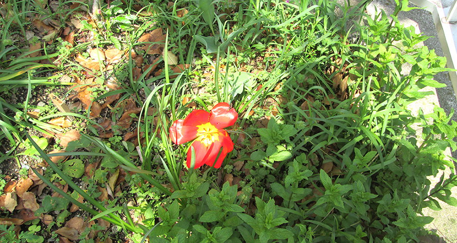 兵庫運河の清盛橋南側の花壇には毎月綺麗な花が咲いております。