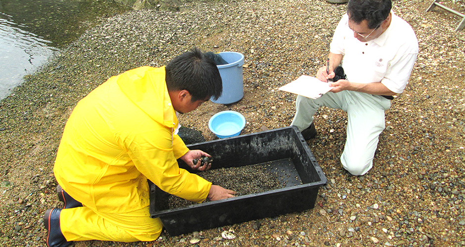 ９月９日（水）に兵庫漁業協同組合の水産研究会が以前から実施しているアサリ育成実験の天然アサリ採集袋の取り上げと調査のお手伝いをしました。
