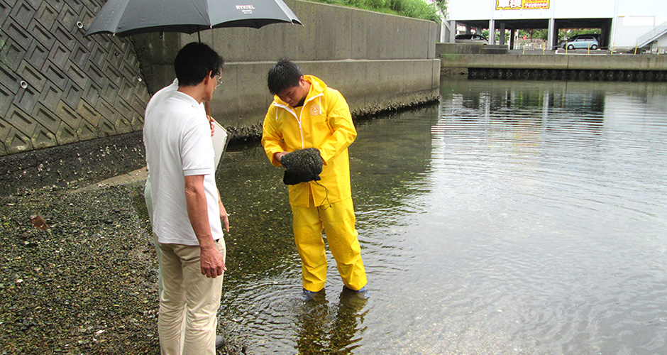 ９月９日（水）に兵庫漁業協同組合の水産研究会が以前から実施しているアサリ育成実験の天然アサリ採集袋の取り上げと調査のお手伝いをしました。
