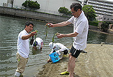 今年もアマモを移植しました