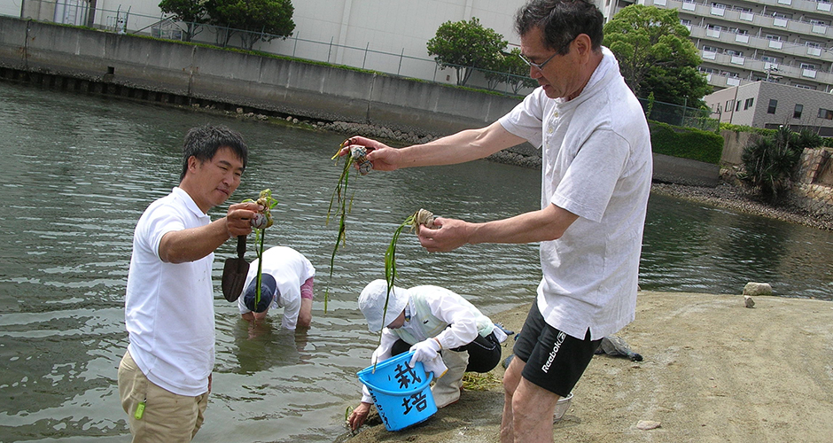 今年もアマモを移植しました