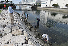 兵庫運河の生きもの調査を実施しました