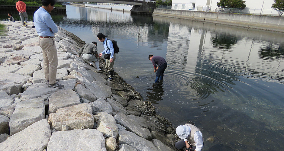 １０月１２日に兵庫運河の生きもの調査を実施しました