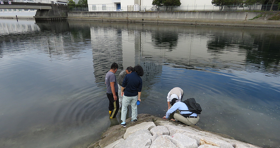 １０月１２日に兵庫運河の生きもの調査を実施しました