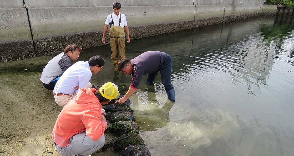 １０月１２日に兵庫運河の生きもの調査を実施しました