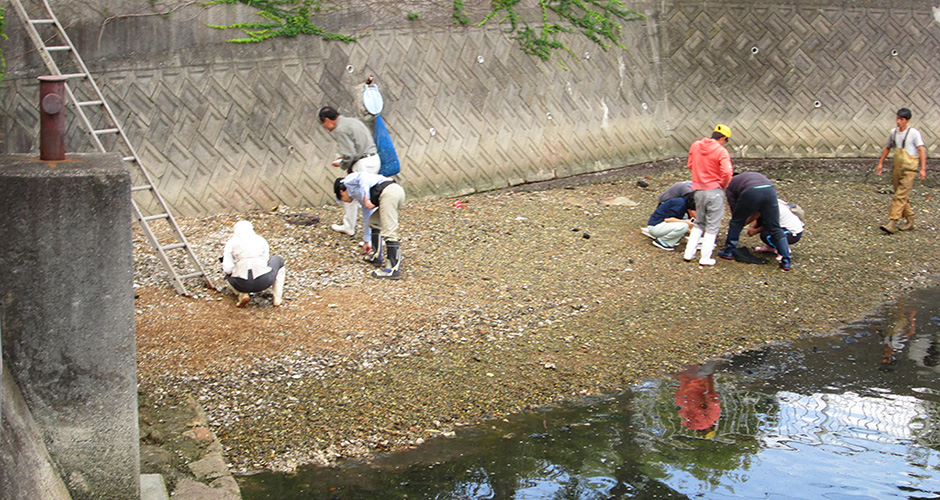 １０月１２日に兵庫運河の生きもの調査を実施しました