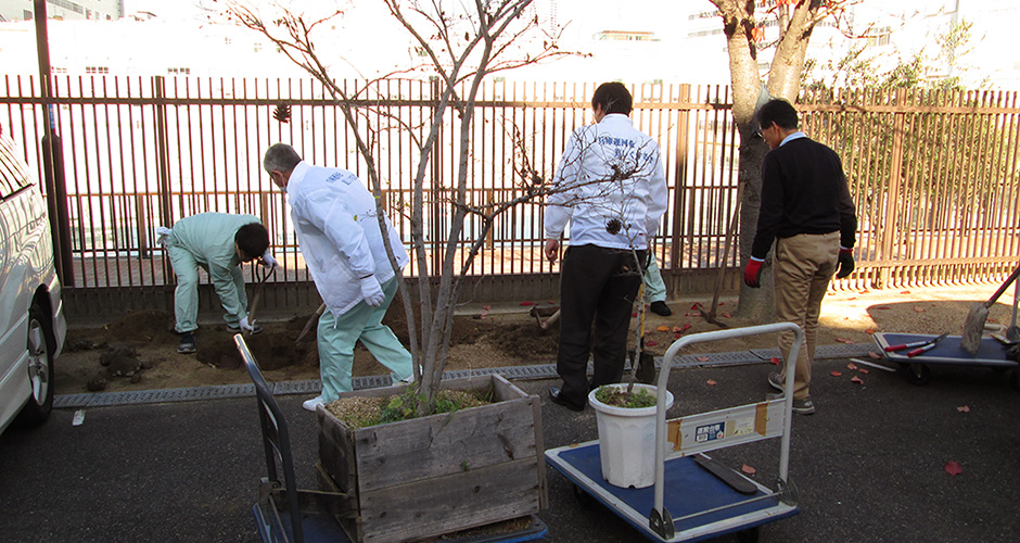 兵庫運河沿いで育ったエノキを移植しました