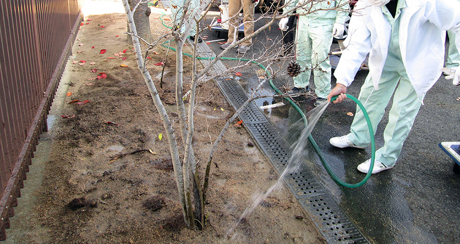 兵庫運河沿いで育ったエノキを移植しました