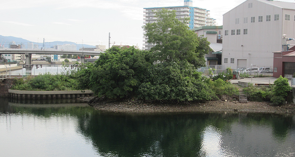 兵庫運河沿いで育ったエノキを移植しました