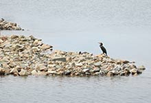 ２０２０年９月２５日『人工砂浜の工事現場に野鳥が見学！！』