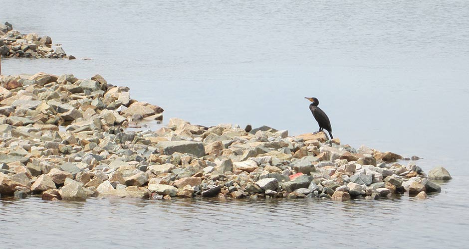 人工砂浜の工事現場に野鳥が見学！！